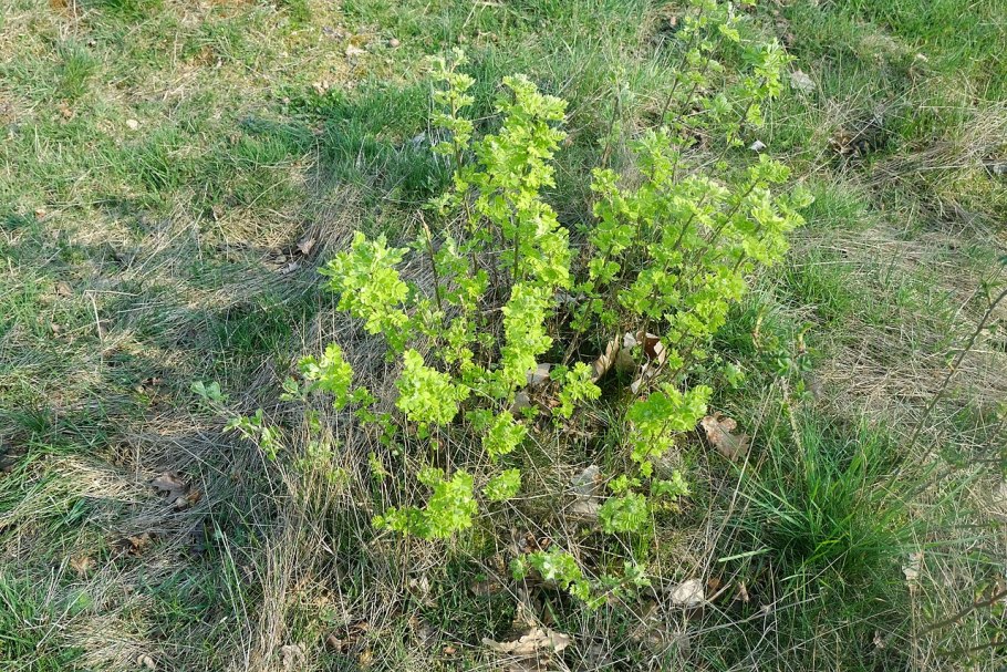 Карагана Скифская