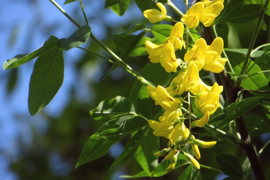 Желтая Акация Карагана медонос