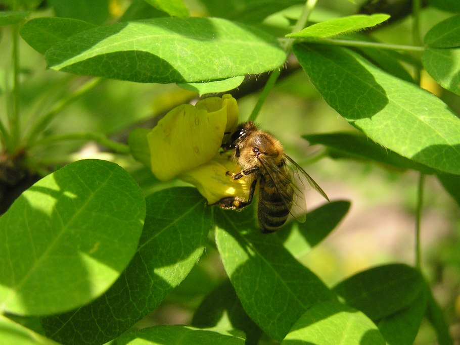 Caragana frutex Предкавказье