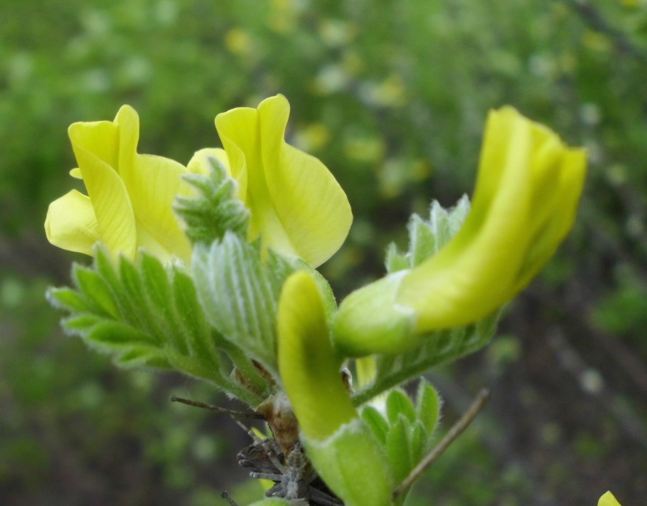 Caragana stenophylla