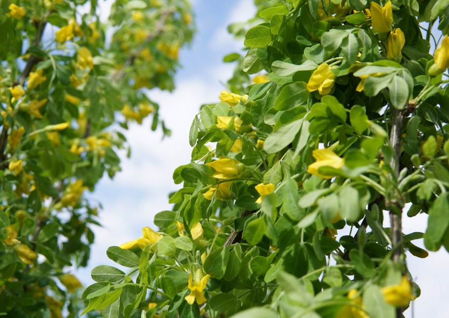Жёлтый кустарник растущий вдоль дорог в Республике Татарстан.
