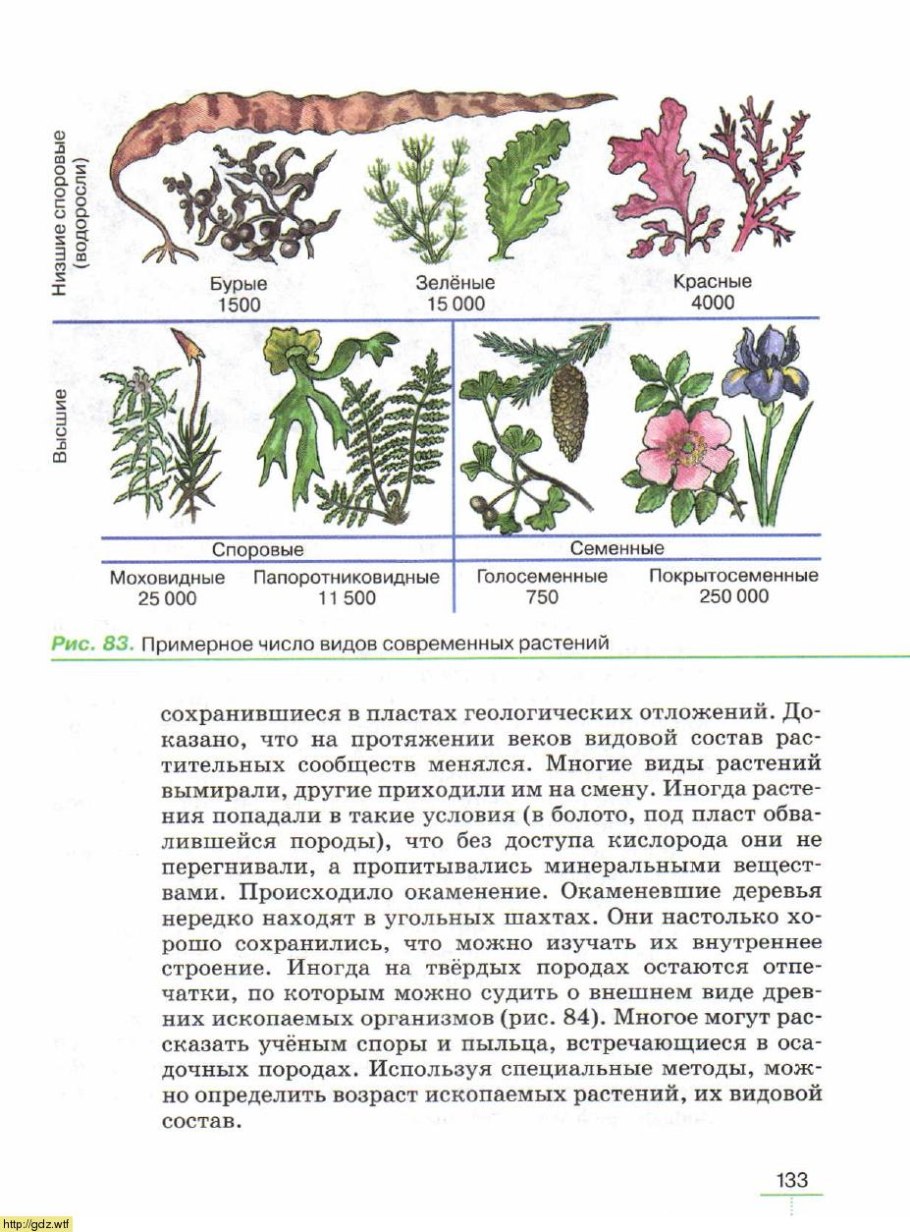 Плауны папоротники