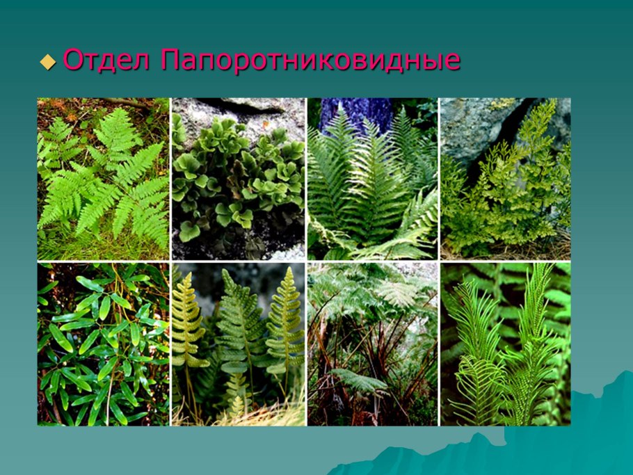 Одноклеточные харовые