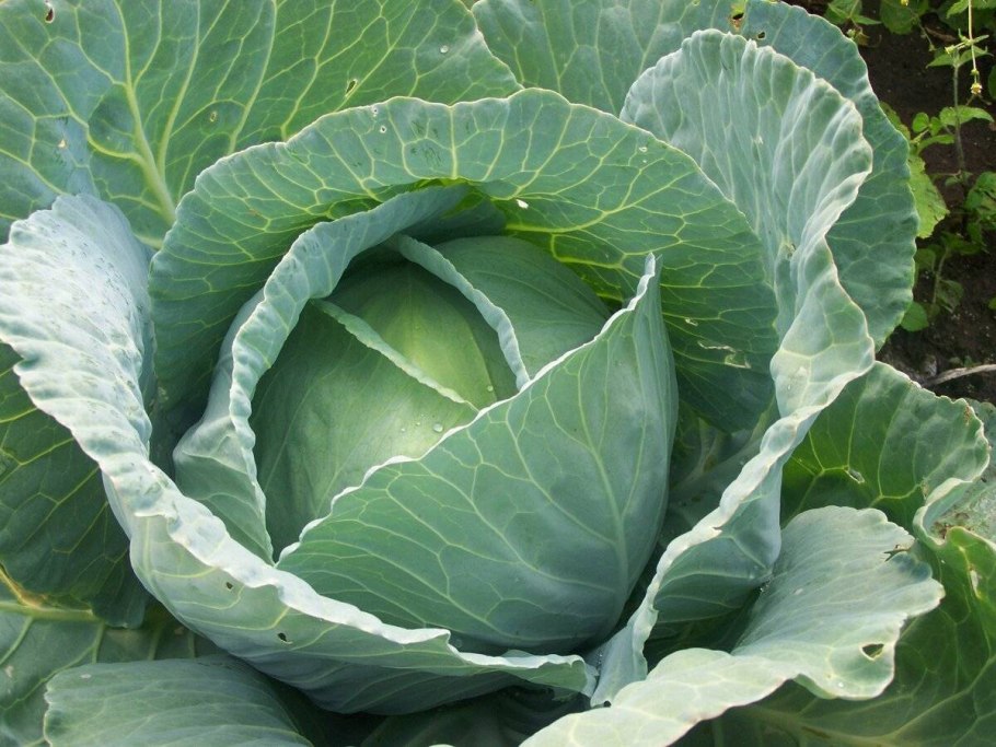 Капуста чудо Ультрараннее f1 Уральский Дачник