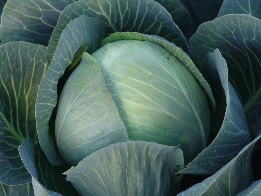 Семена капуста белокочанная "победа f1"