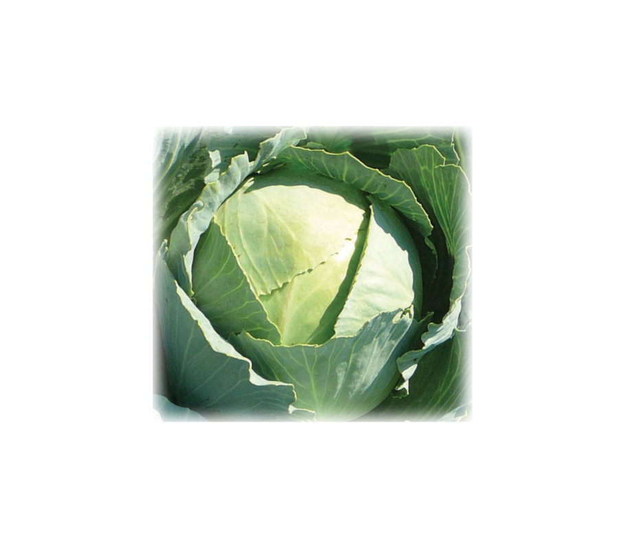 1st Cabbage head