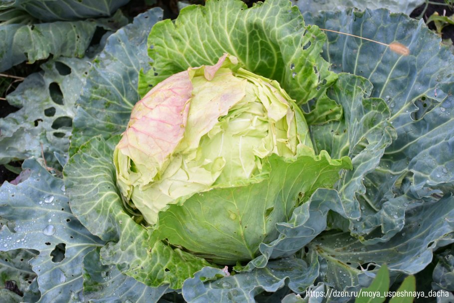Белокочанная Атрия f1.