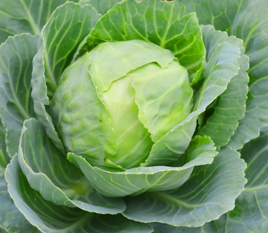 Білокачанна капуста