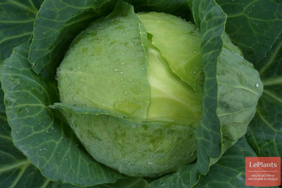 Цветение капусты белокочанной