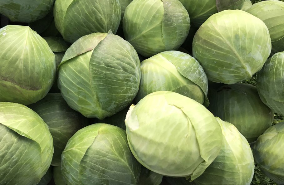 Капуста f1 Ринда почему не завязалась в вилки