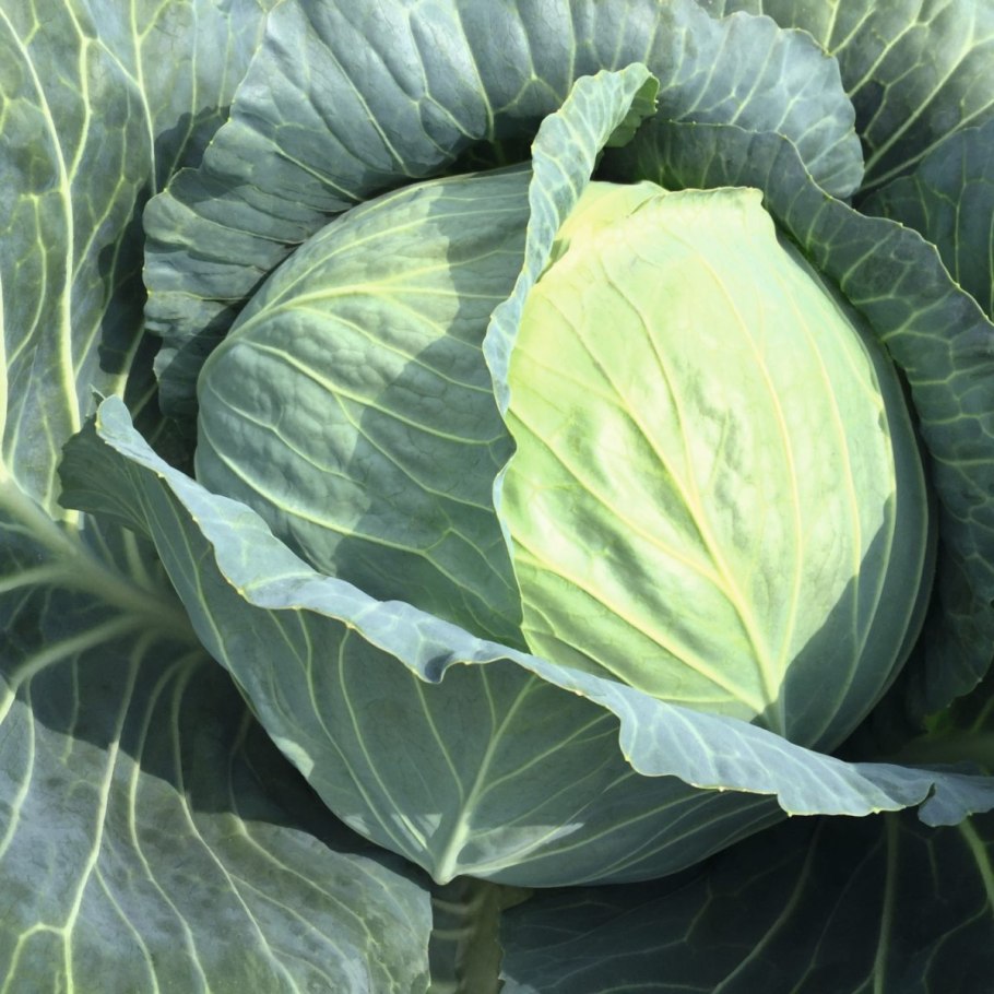 Машина срезки капусты