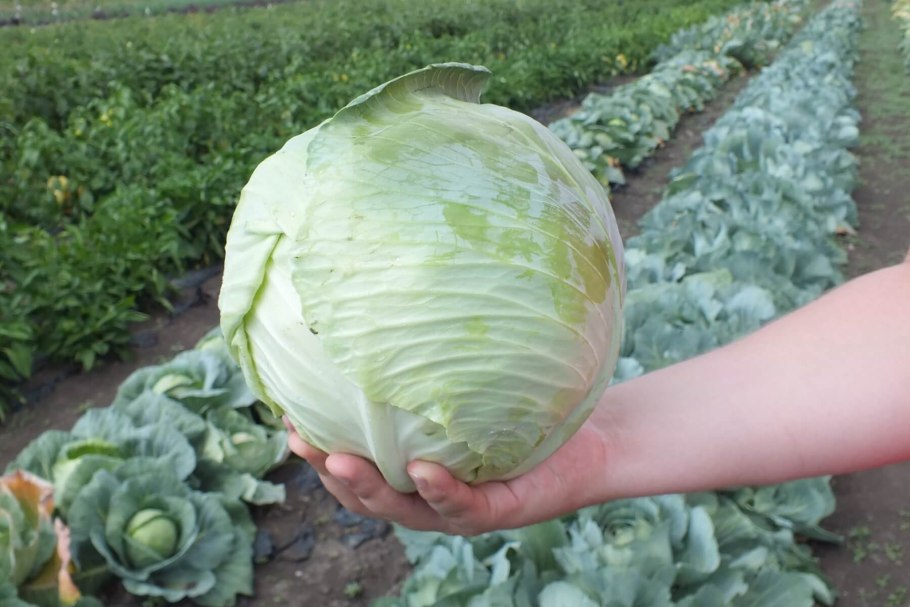 Вынос урожая капуста 30 тонн