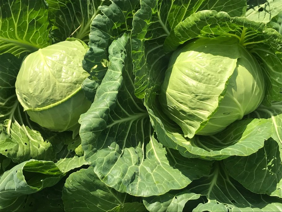 Капуста Калуга f1