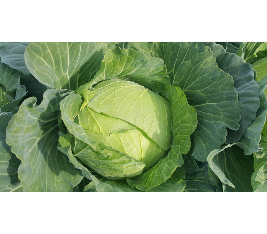 Варенье из капусты белокочанной