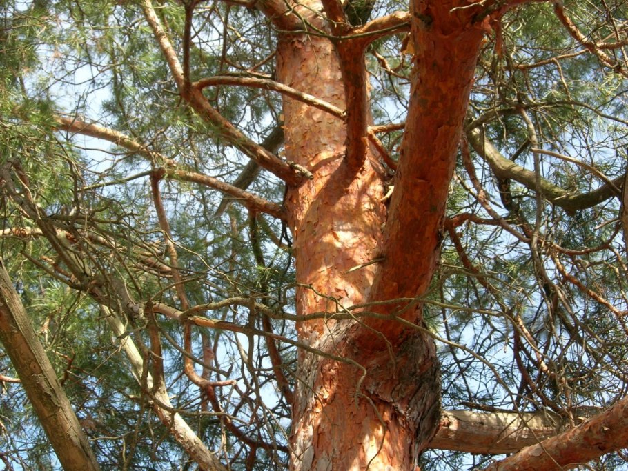 Сосна Станкевича кора