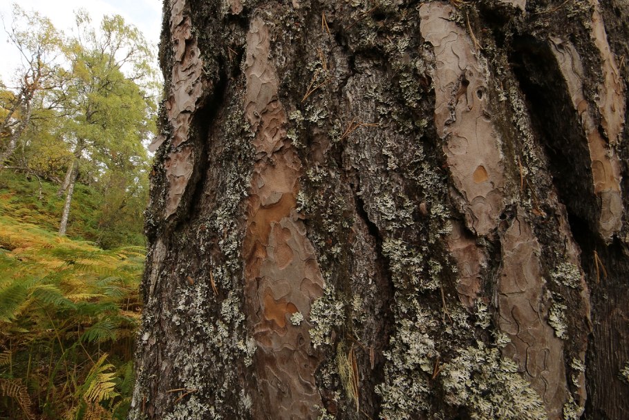 Сосна обыкновенная Бор