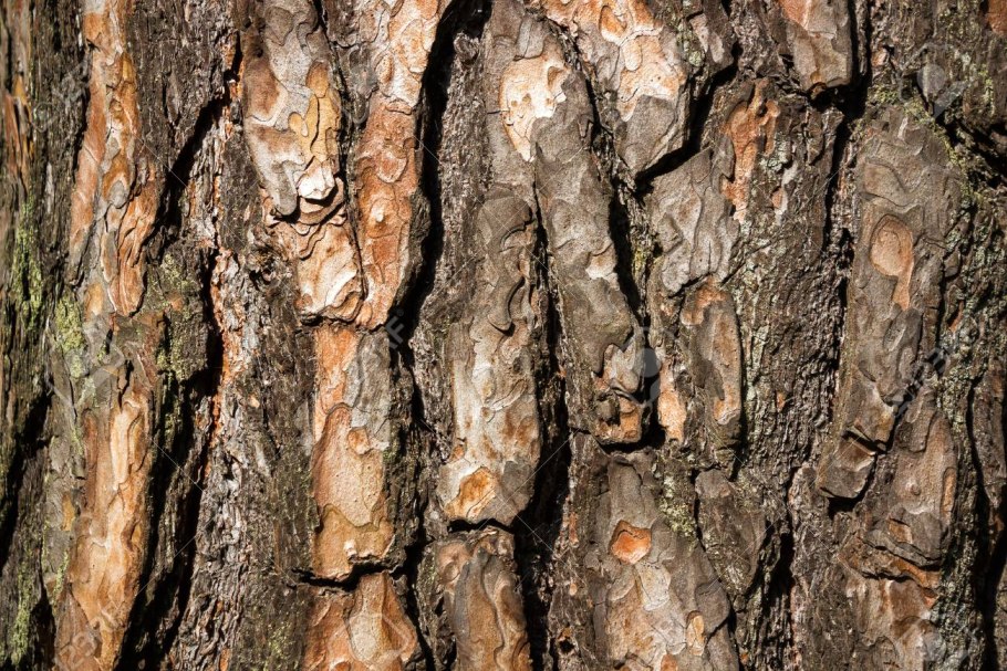 Молодая кора сосны