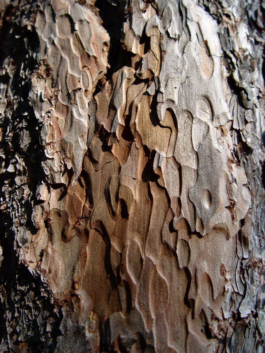 Дерево Хиноки кора