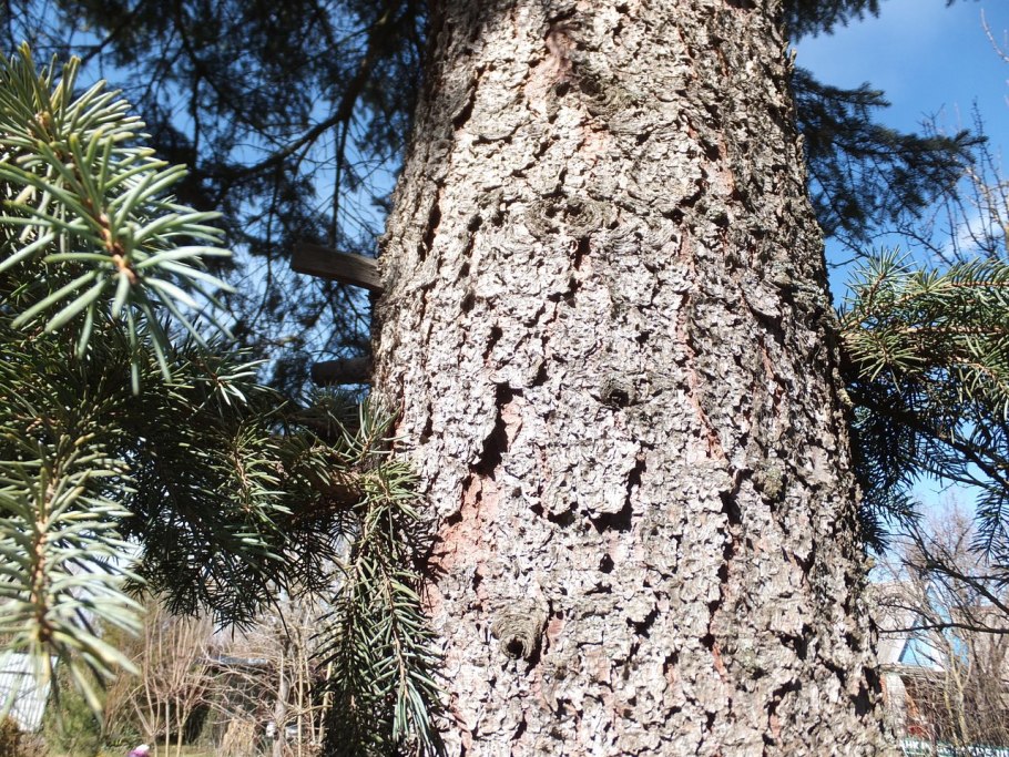 Строение коры сосны обыкновенной