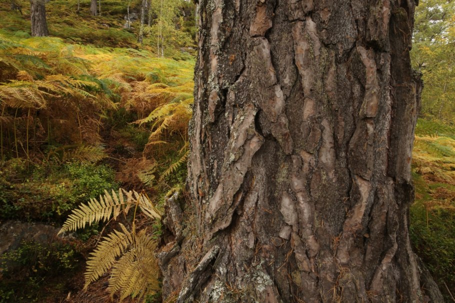 Кора хвойных деревьев