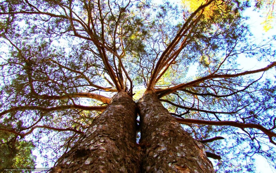 Бороздчатая кора дерева