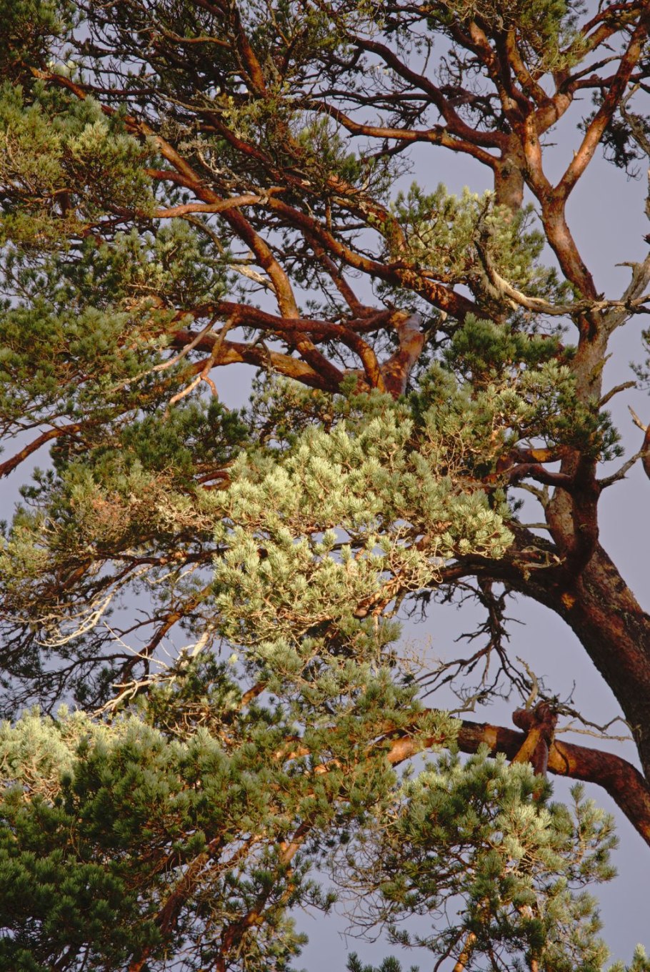 Сосны солнце