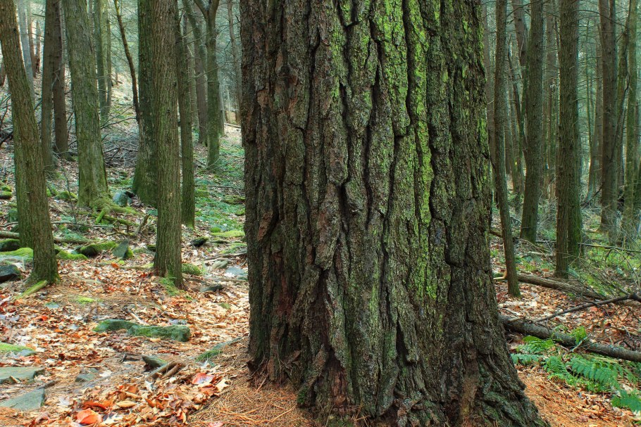 Pinus Ponderosa кора