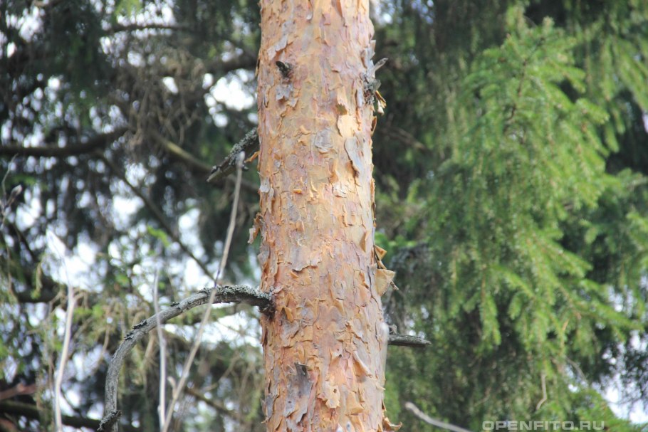 Сосна Ежовая