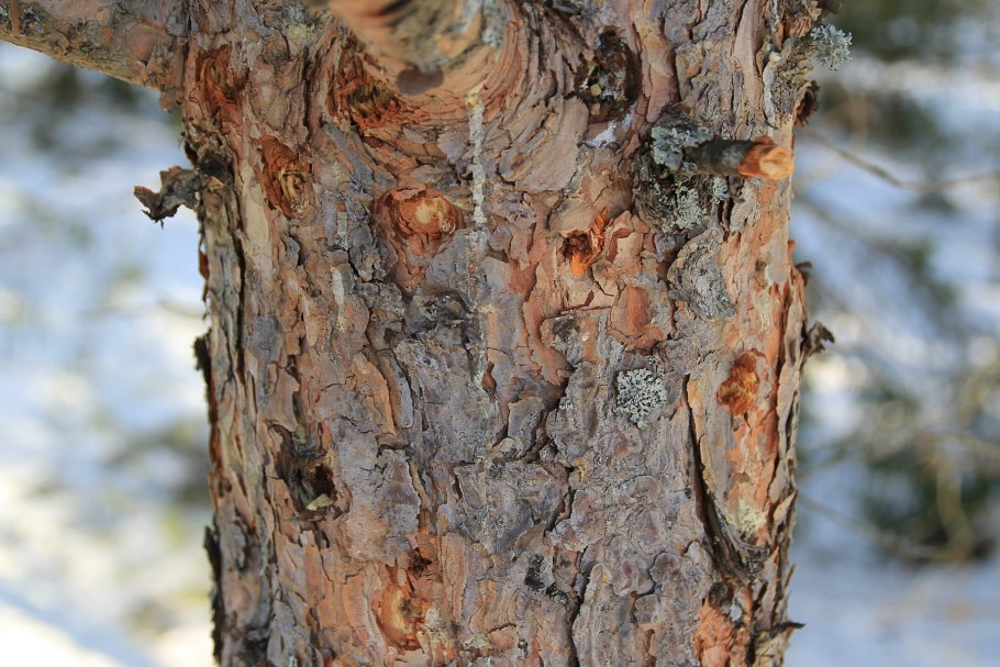 Кедр Сибирский кора