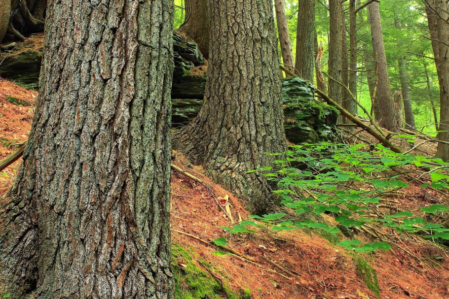 Ствол дерева