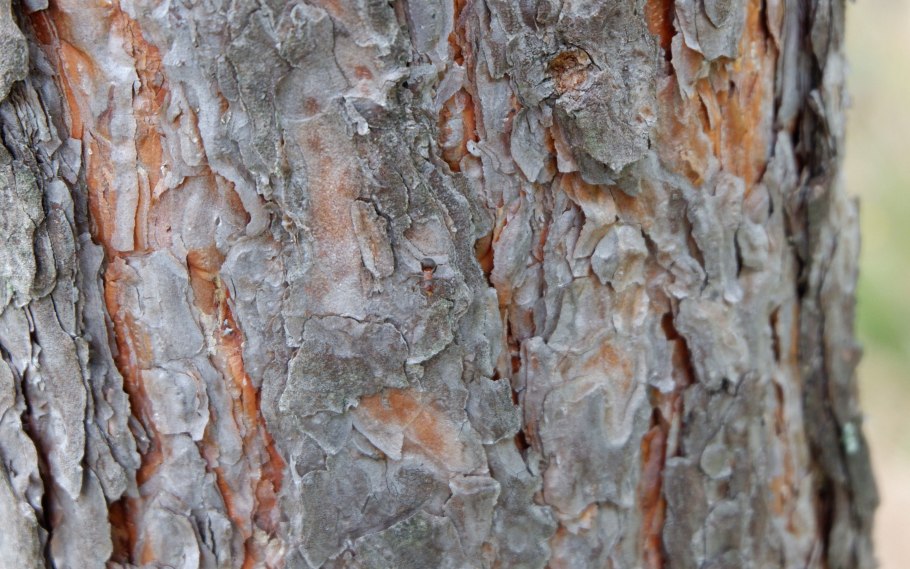 Ствол кедра