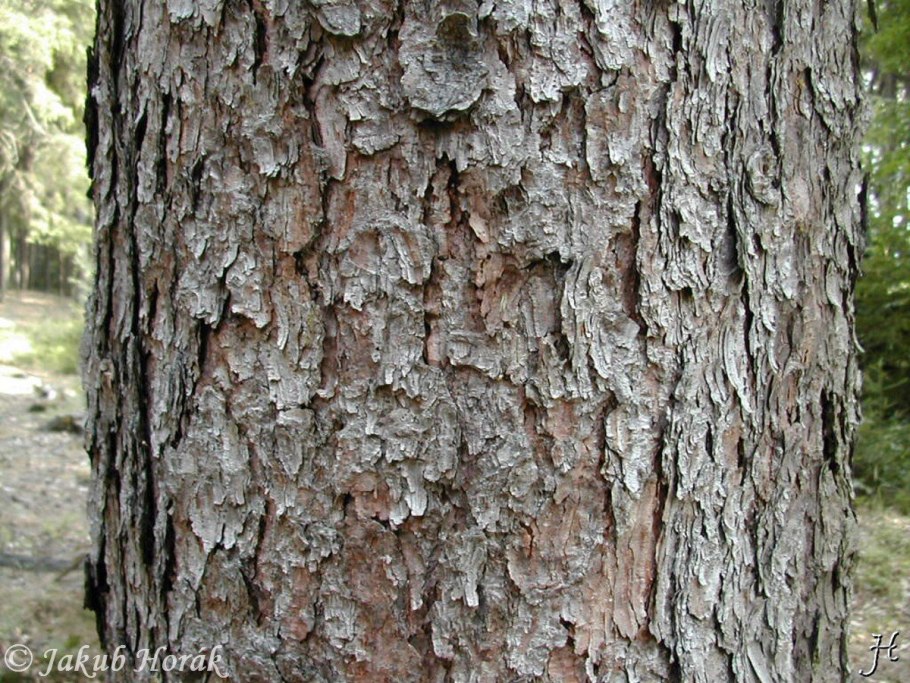 Ель европейская кора