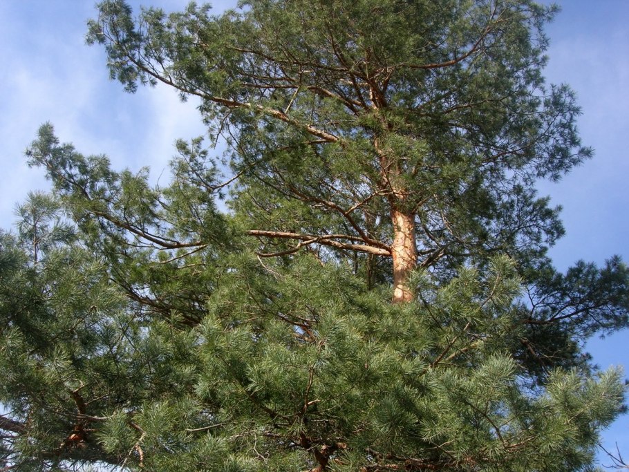 Сосна обыкновенная pinus sylvestris