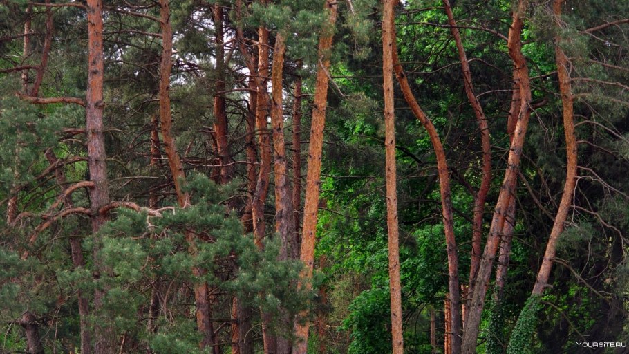 Picea obovata кора