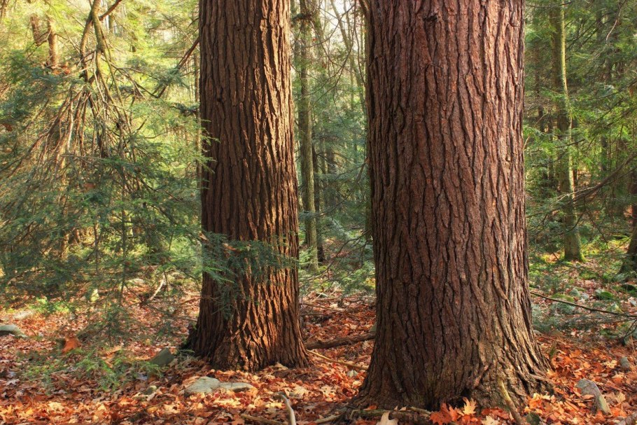 Кора дерево сосны Пайн