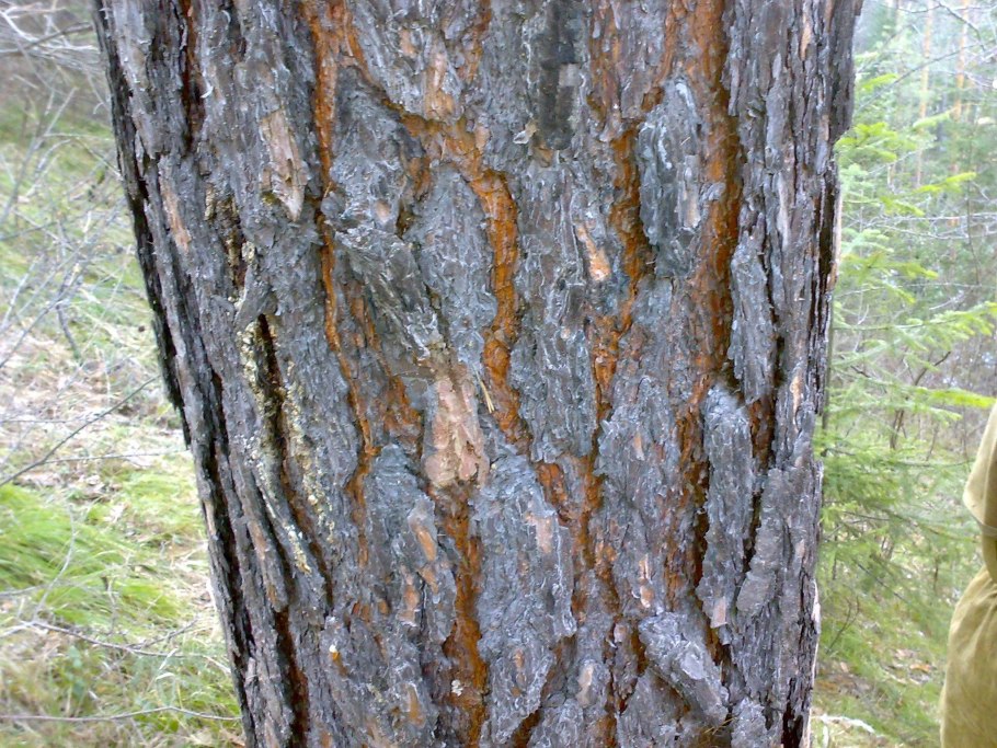 Сосна ветви ствол