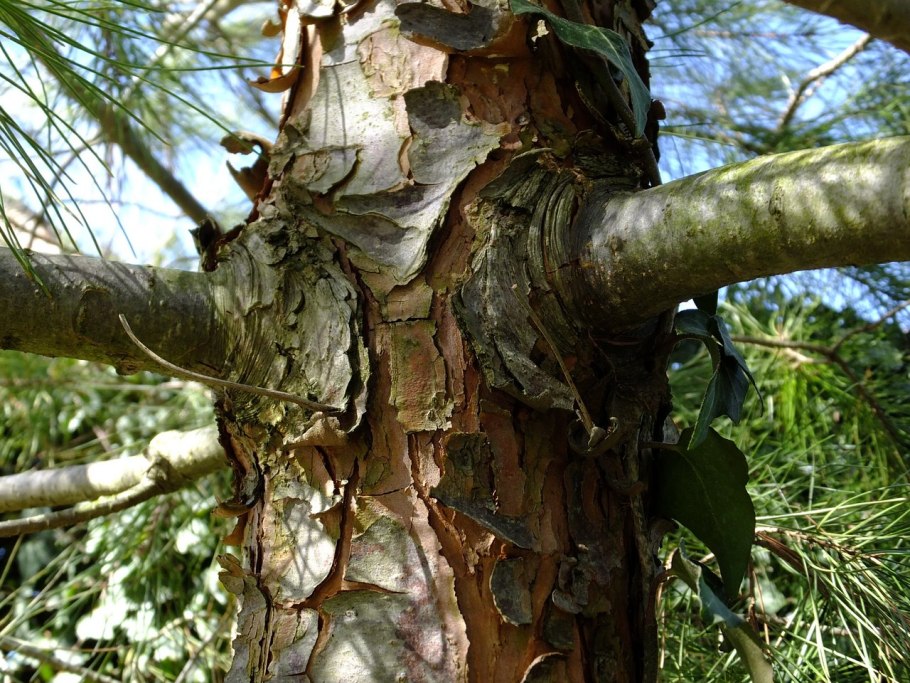 Ствол сосны Пицундская