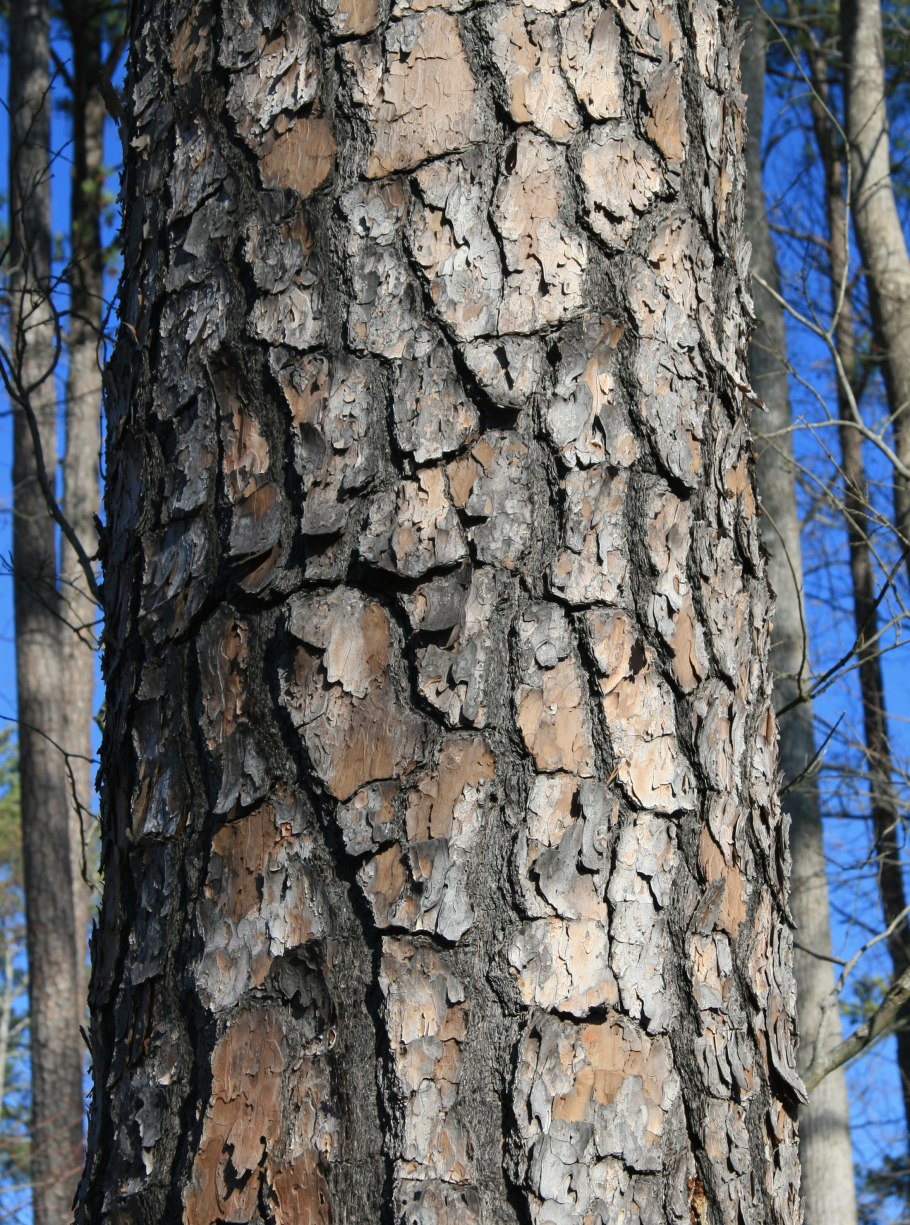 Сосна Кедровая кора