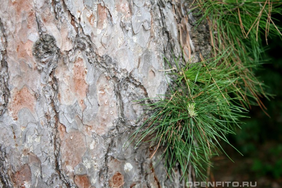 Сосна Ежовая