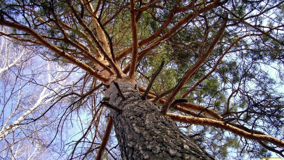 Лиственница Даурская кора