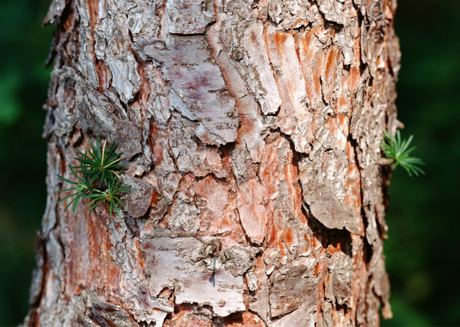 Верхост сосна