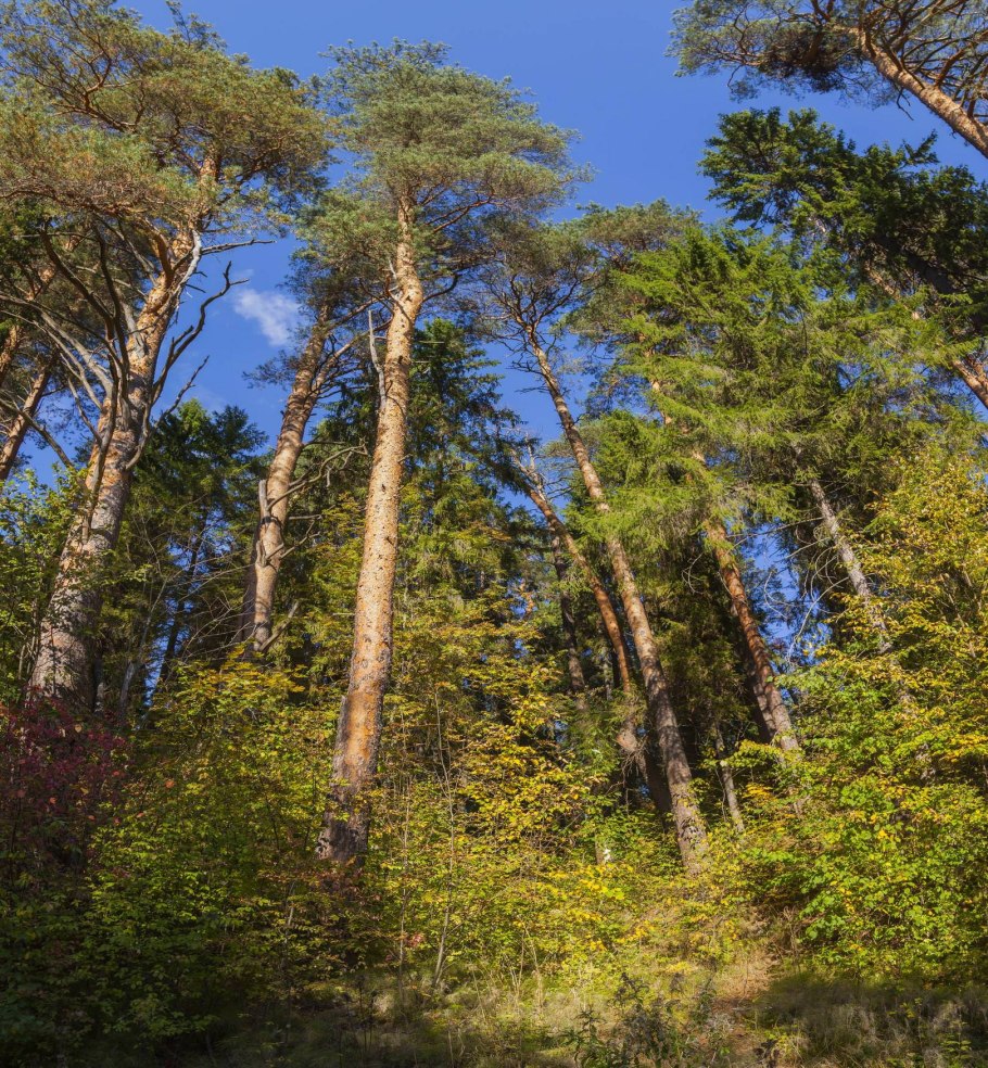 Сосны освещенные солнцем шишкин