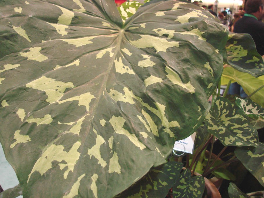 Алоказия Нобилис