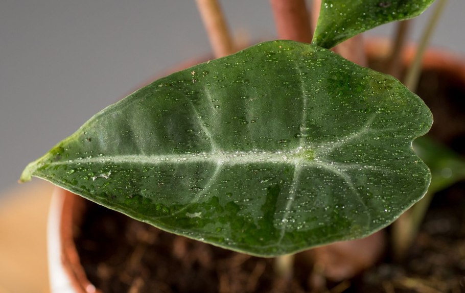 Алоказия тля