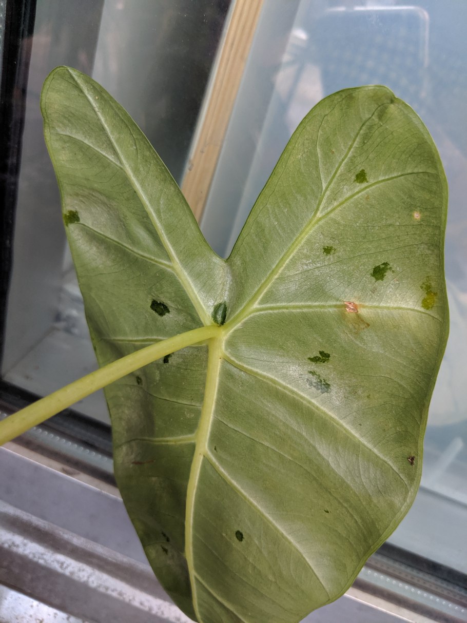 Алоказия паутинный клещ