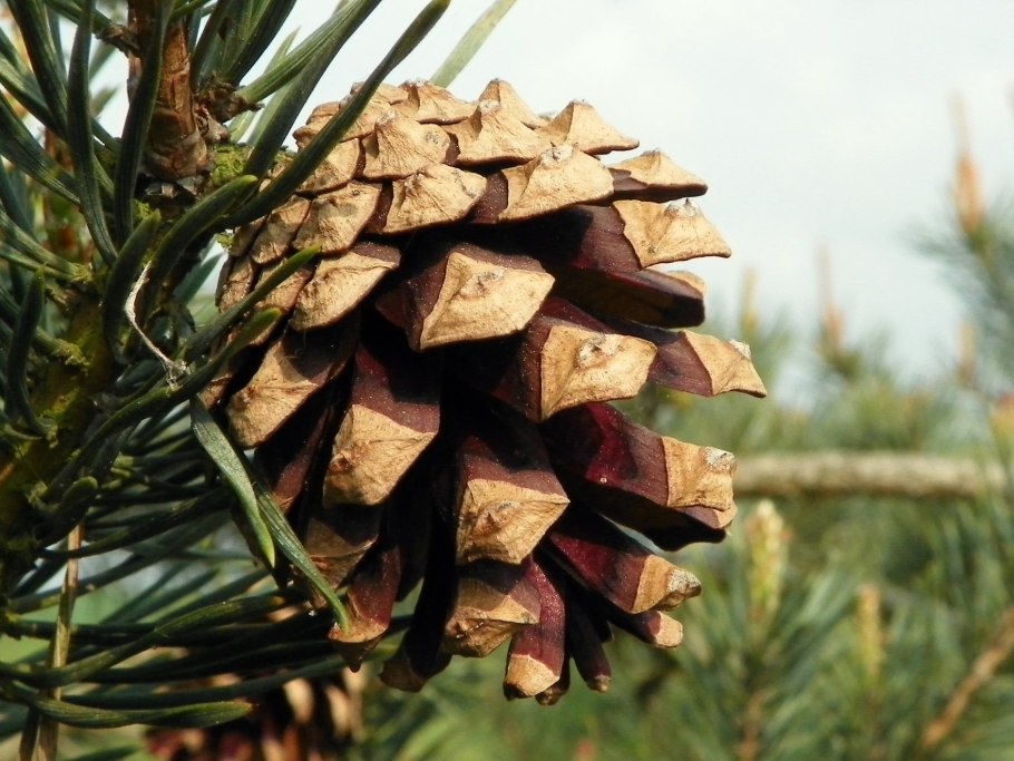 Pinus Sylvestris шишки
