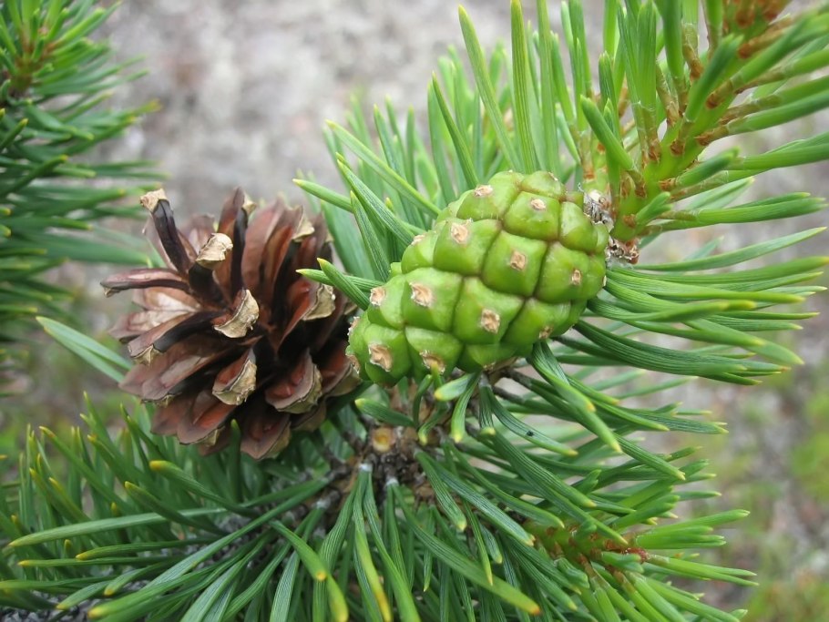 Сосна Тунберга шишка