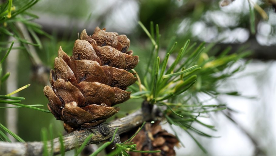 Pinus albicaulis шишки