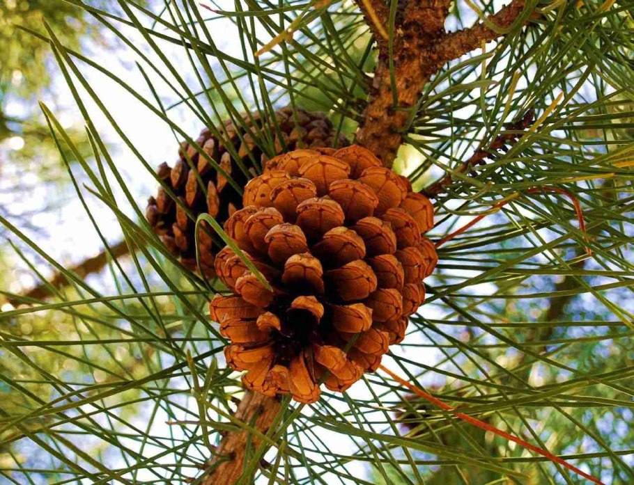 Pinus peuce шишка