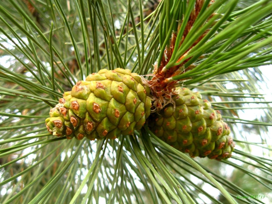 Сосна Монтесумы шишки